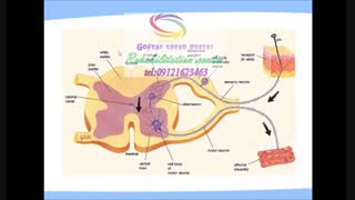برترین کلینیک گفتاردرمانی تخصصی 09121623463|مهرویلا میدان امام خمینی فرعی ابوسعید