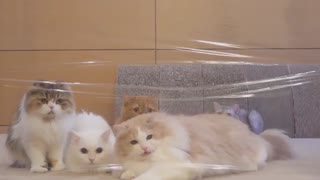 فرق گربه های باهوش و خنگ