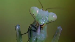 باگز: ماجراجویی در جنگل های بارانی - Bugs: A Rainforest Adventure 2003