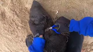 فقط ببینید بی فکری ما چه بلایی سر این بیچاره ها آورده!!