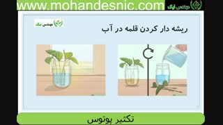 19 نکته طلایی در تکثیر پتوس که هر کس باید بداند!