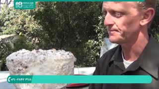 سبک خاص پرورش قارچ شیتاکه