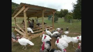 فروش تخم نطفه دار بوقلمون با کیفیت به صورت تضمینی