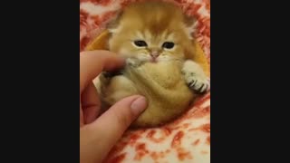 گوگول@-@ مگول@-@