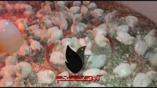 بوقلمون-مرغ 09129597807