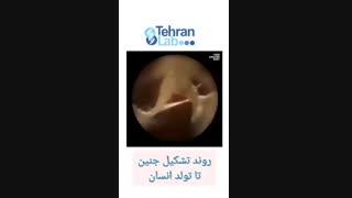 فیلم روند تشکیل جنین تا تولد انسان