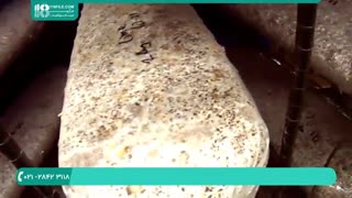 آموزش پرورش قارچ به صورت گام به گام