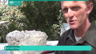 آموزش پرورش قارچ شیتاکه