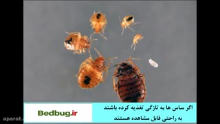 ساس و خارش ناشی از گزش آن