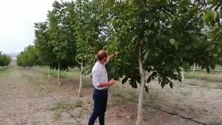 بهترین ارقام نهال گردوی چندلر | 09141832393