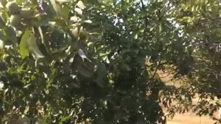 مرغوب ترین نهال گردو چندلر در کشور | 09141832393