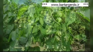 خرید نهال از بزرگترین نهالستان گردوی شمال غرب کشور | 09141832393