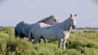 طبیعت زیبا و دیدنی