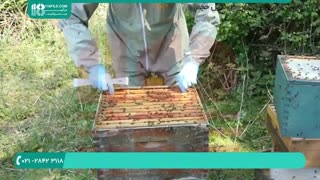 آموزش زنبور داری