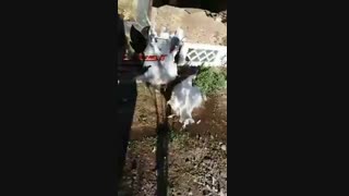 فروش تخصصی بوقلمون09129597807