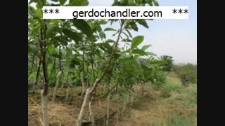 نهال گردو باکیفیت و معتبر مقاوم به سرما | 09141832393