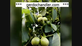 نهال گردو خوشه ای مقاوم در برابر سرما | 09141832393