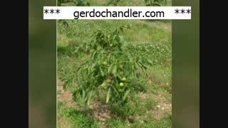 مرغوب ترین نهال گردو اسرائیلی در کشور | 09141832393