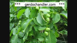 بهترین ارقام نهال گردوی فرنور | 09141832393