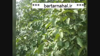 مرغوب ترین نهال گردو توسرخ در کشور | 09141832393