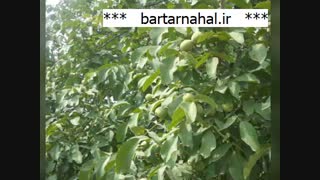 بهترین ارقام نهال گردوی توسرخ | 09141832393