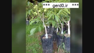 بهترین ارقام نهال گردوی پیوندی | 09141832393