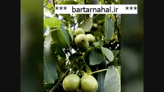 خرید نهال گردو در مشهد | 09141832393