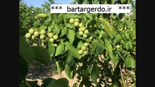خرید نهال گردو در کرمان | 09141832393
