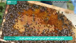 آموزش زنبورداری بصورت حرفه ای و مدرن _ www.118file.com
