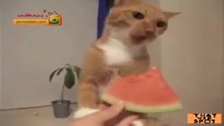 گربه هندونه خور