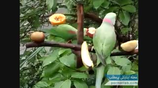 اسباب بازی ساده و کارای شاه طوطی ها