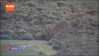 لحظه شکار آهو توسط مار پیتون حین آب خوردن