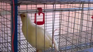 کبک سفید اصیل + آواز خواندن کبک سفید-09205780185