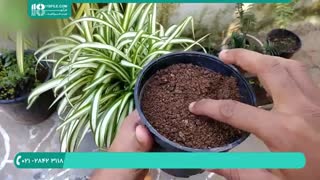 نگهداری و پرورش گیاه گندمی آپارتمانی