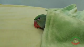 طوطی لاکچری