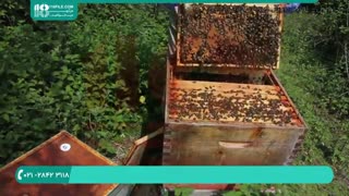 آموزش زنبورداری آموزش تقسیم کندو