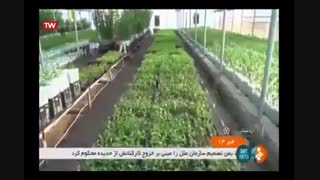 تولید نهال لیبل آبی در شرکت کشاورزی و دامپروری فجر اصفهان