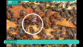 آموزش زنبورداری و تشخیص بیماری های زنبورعسل