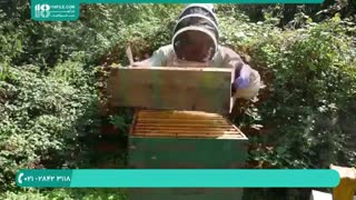 درمان شته آرورآ در بین زنبوران عسل