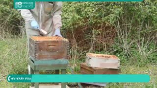 آموزش زنبورداری پرورش ملکه زنبور عسل