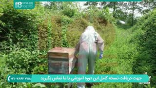 تعویض شانه های کلونی های جدید در زنبورداری