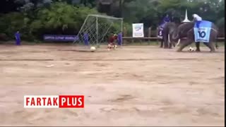 توانایی دیدنی فیل‌ها در ماساژ دادن و نقاشی کشیدن!