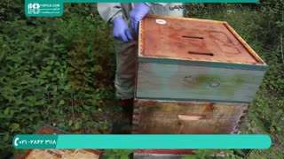 آموزش جامع زنبورداری | آموزش تقسیم کندو