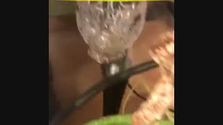 AG08 هسته آلبالو