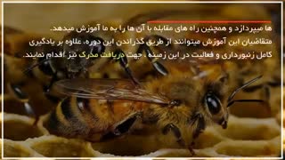 آموزش زنبورداری بصورت کامل و دوبله فارسی