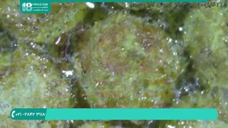 برسی و تشریح بیماری زنبوران عسل قسمت 2