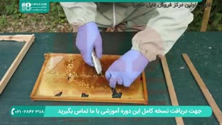 آموزش پرورش ملکه زنبور عسل به روش جدید