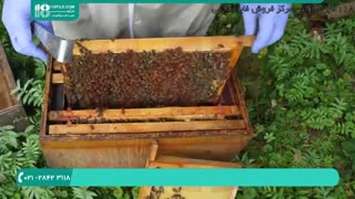 آموزش زنبورداری گرفتن ملکه زنبورعسل