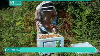 آموزش جایگزین کرده ملکه زنبور عسل