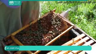 زنبوداری و پرورش ملکه زنبورعسل